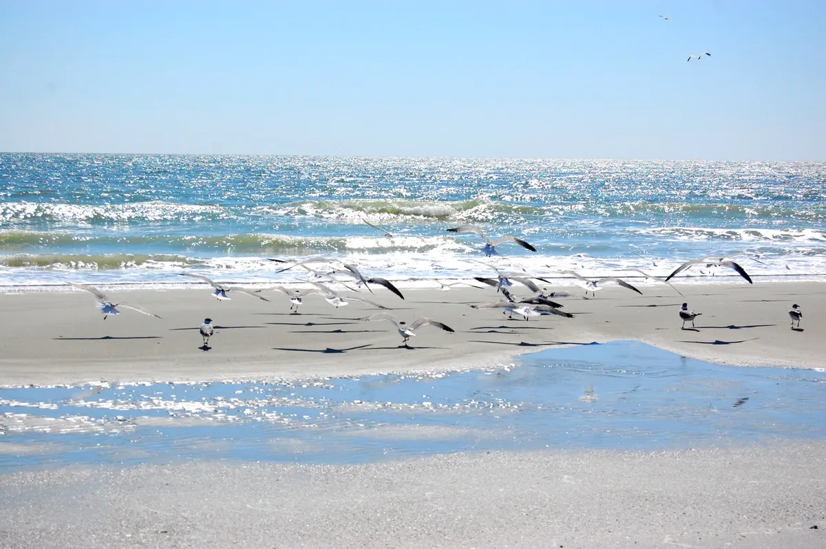 A serene stretch of sandy beach with gentle waves, seagulls in flight, and a reflective water surface, embodying the peaceful atmosphere of Myrtle Beach’s quieter winter season.